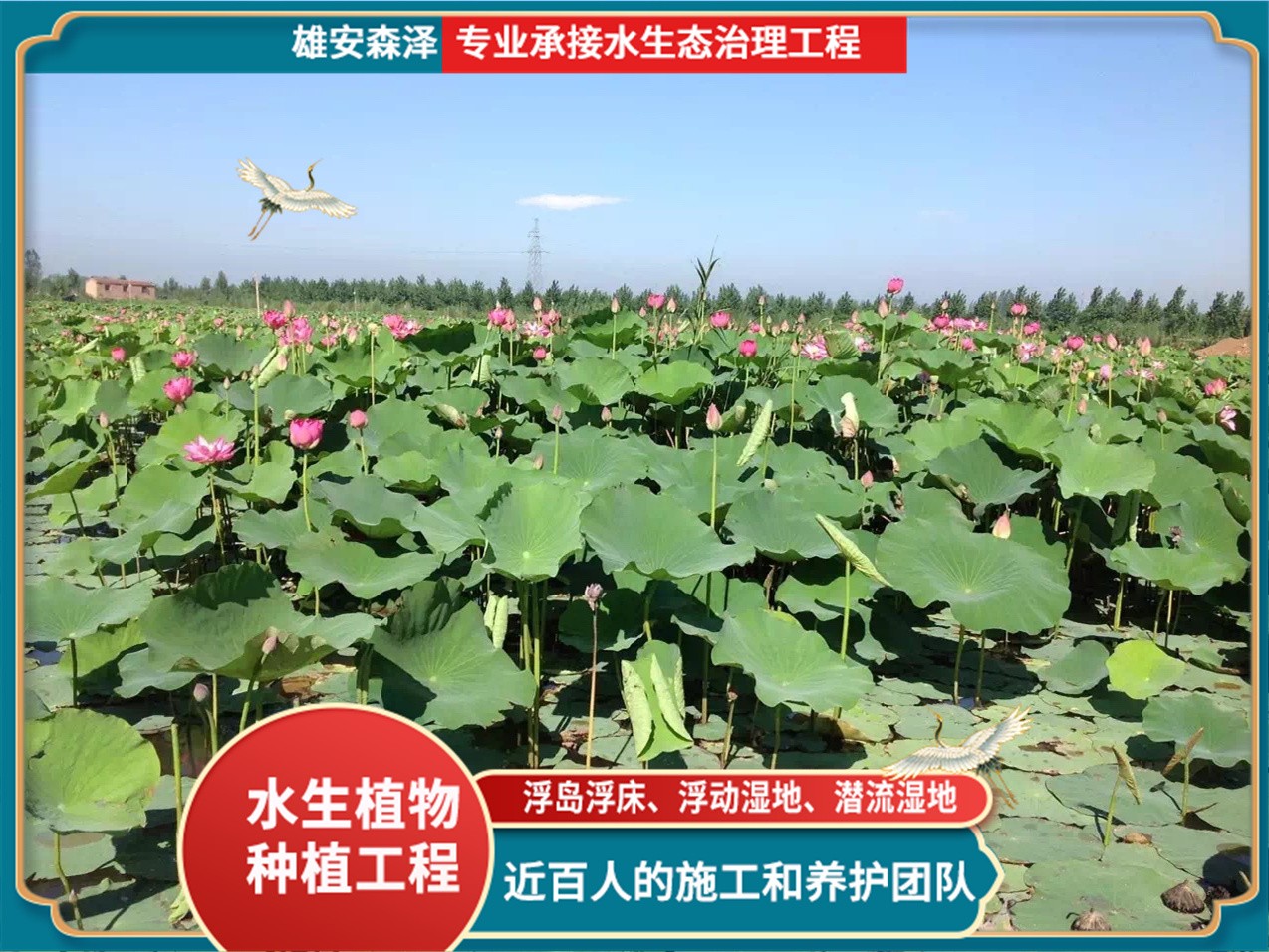 河北雄安水生植物培育基地