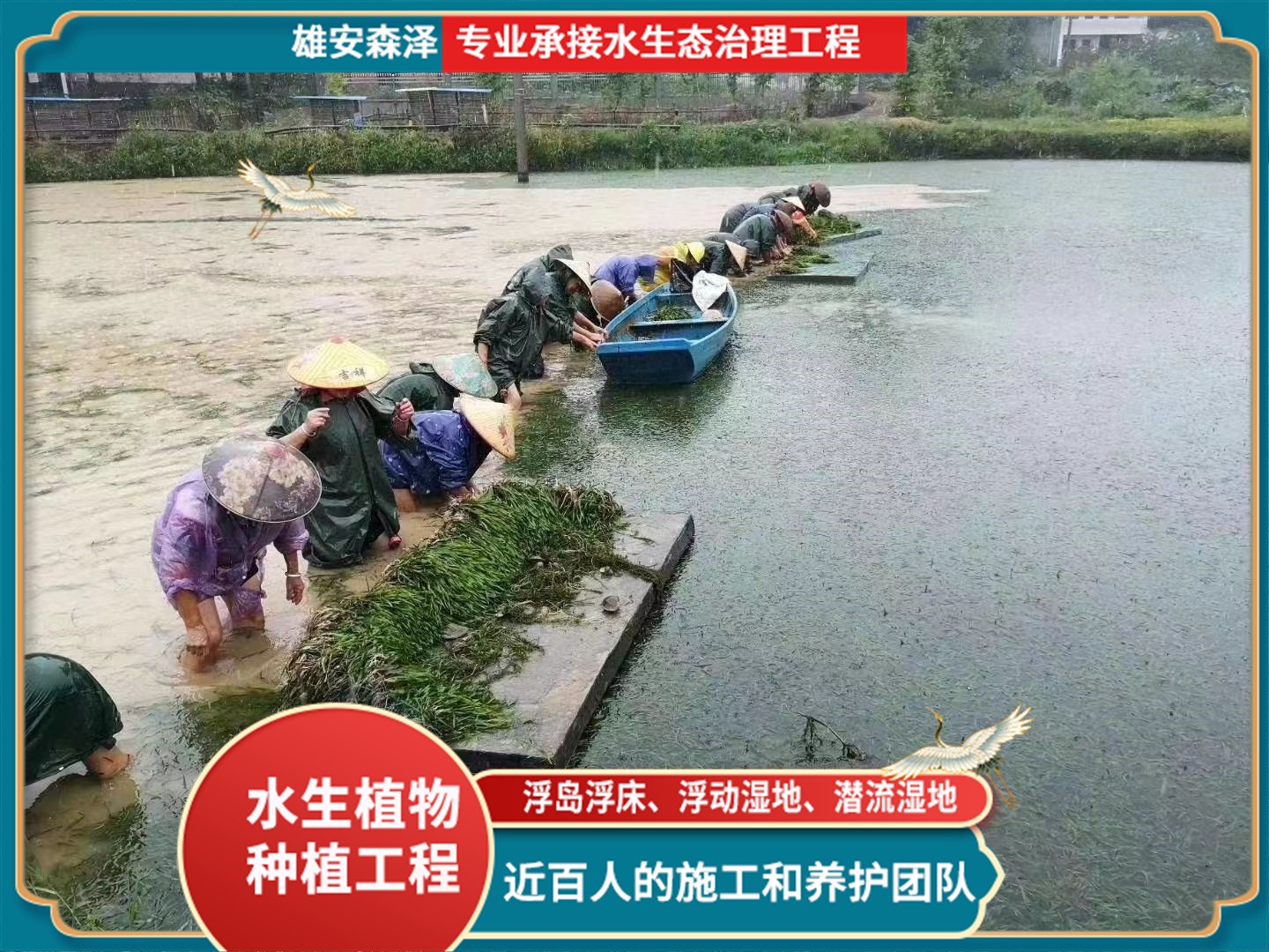 苦草苗基地起苗_沉水植物_绿化项目_水生植物培育基地_水生植物,水生态治理,湿地绿化,生态浮岛,水质净化_森泽园林 联系电话 ...