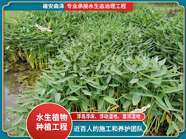 挺水植物-再力花盆栽苗