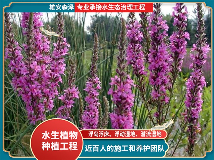 挺水植物-千屈菜湿地种植效果