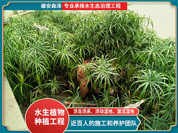 挺水植物-旱伞草种植