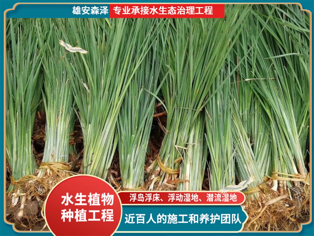 挺水植物-精品白洋淀香蒲苗