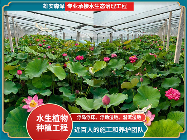 挺水植物-精品盆栽荷花基地