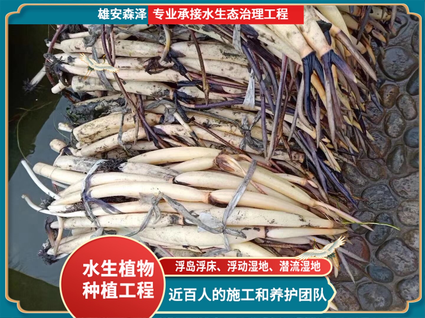 挺水植物-精品藕苗