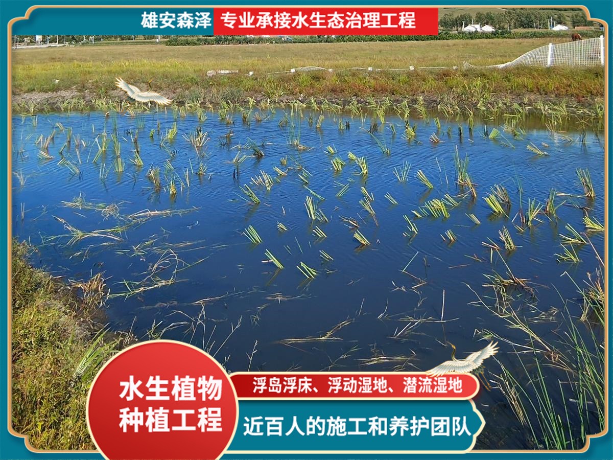 栽种芦苇湿地工程