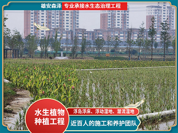 江苏花叶芦竹+美人蕉潜流湿地工程