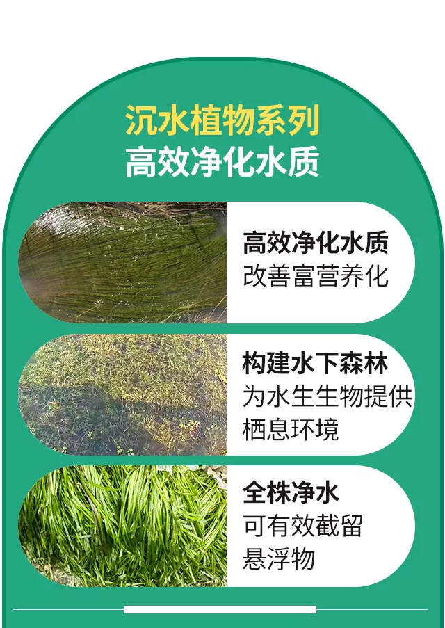沉水植物相关分类插入详情图_02.png
