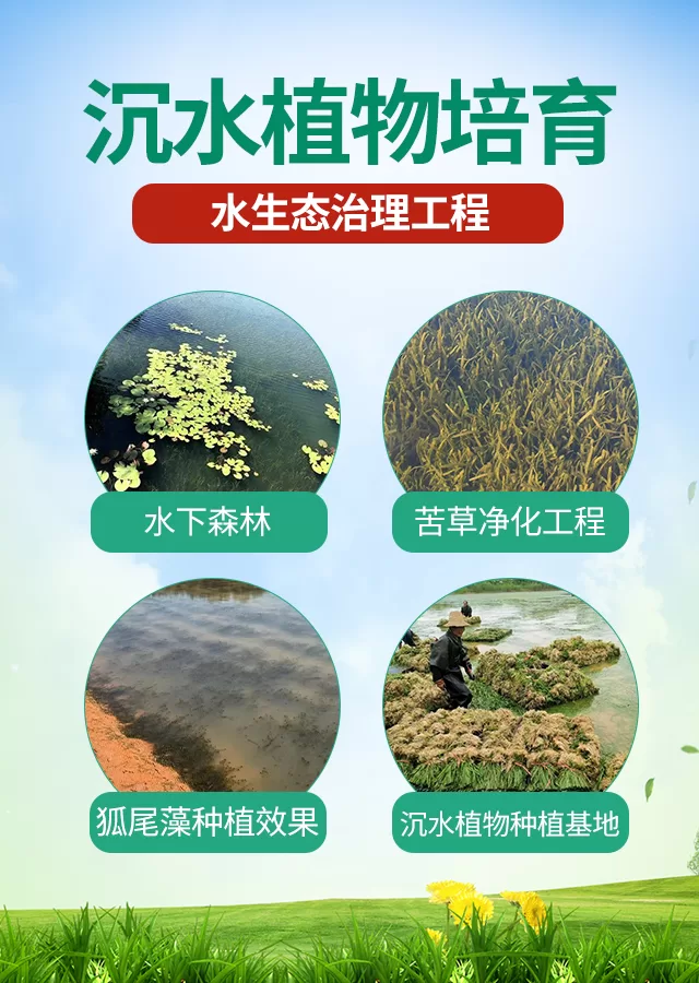 沉水植物相关分类插入详情图_08.png