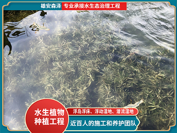 沉水植物菹草净化水质效果