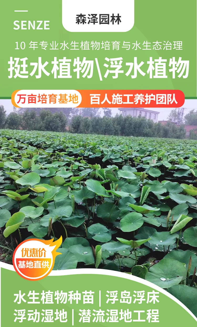 浮岛浮床+浮动湿地+潜流湿地+挺水植物+浮水植物相关插入详情图_01.png
