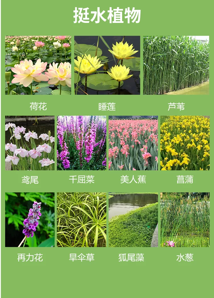浮岛浮床+浮动湿地+潜流湿地+挺水植物+浮水植物相关插入详情图_04.png