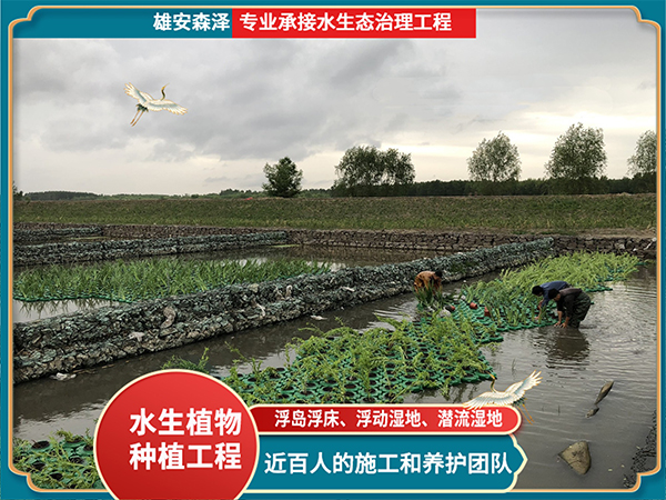 浮岛浮床施工现场