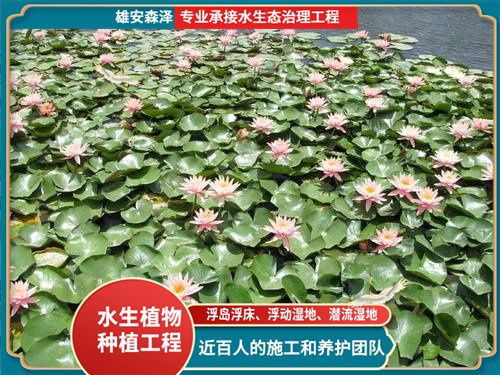 浮水植物种植基地