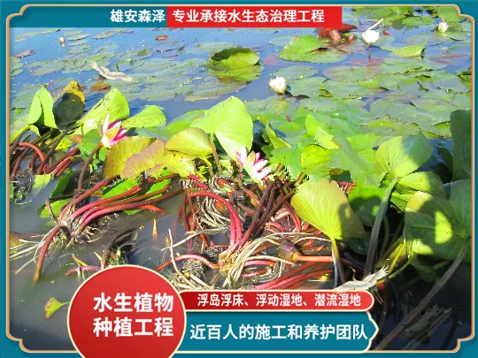 浮水植物种植基地