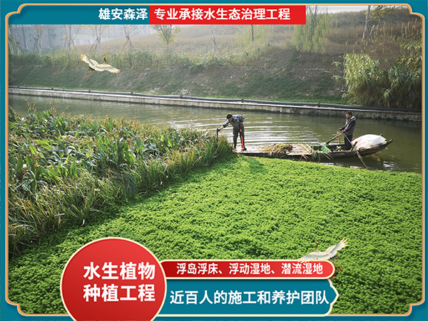 狐尾藻栽种河道施工现场