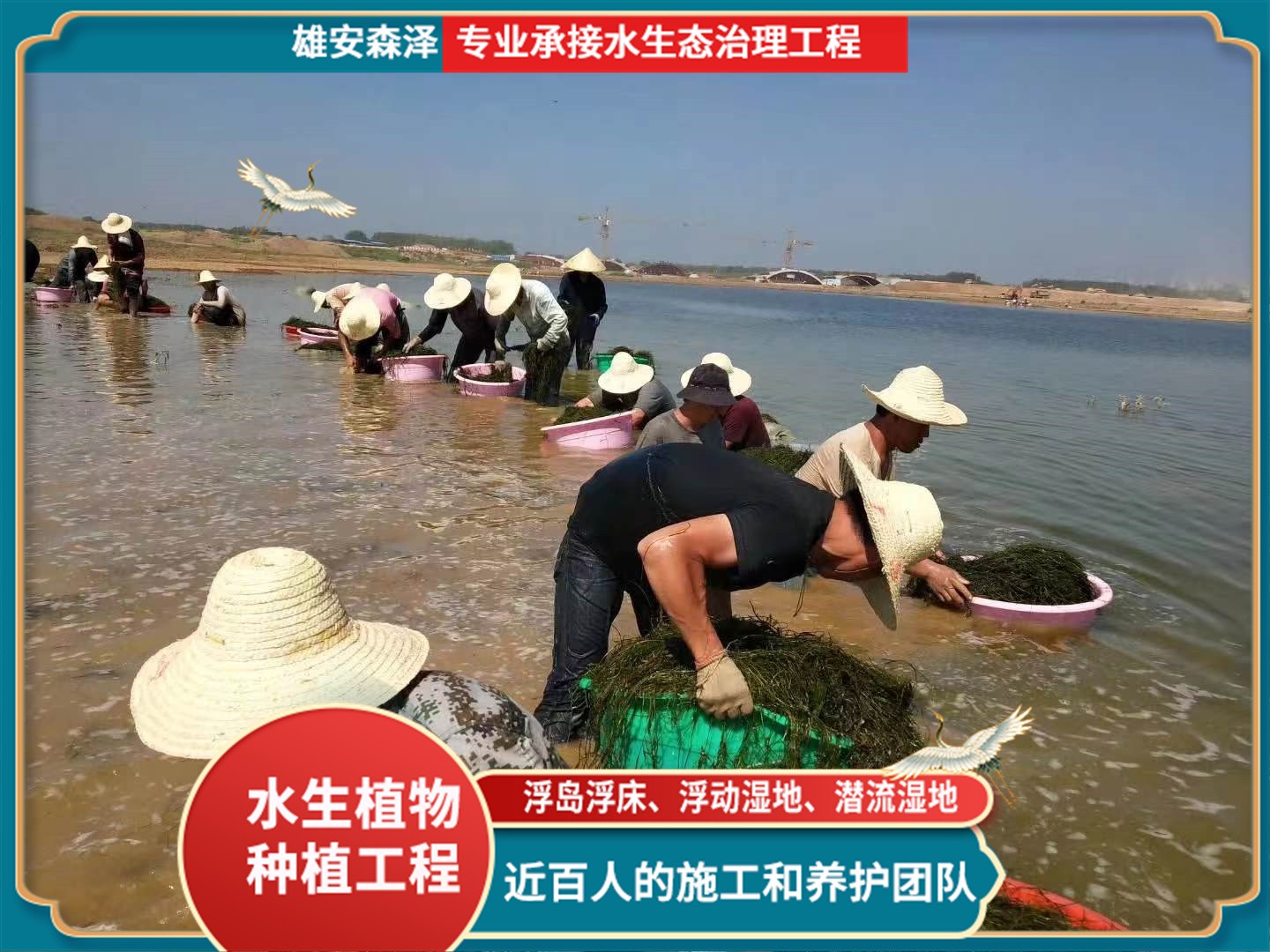 眼子菜栽种现场