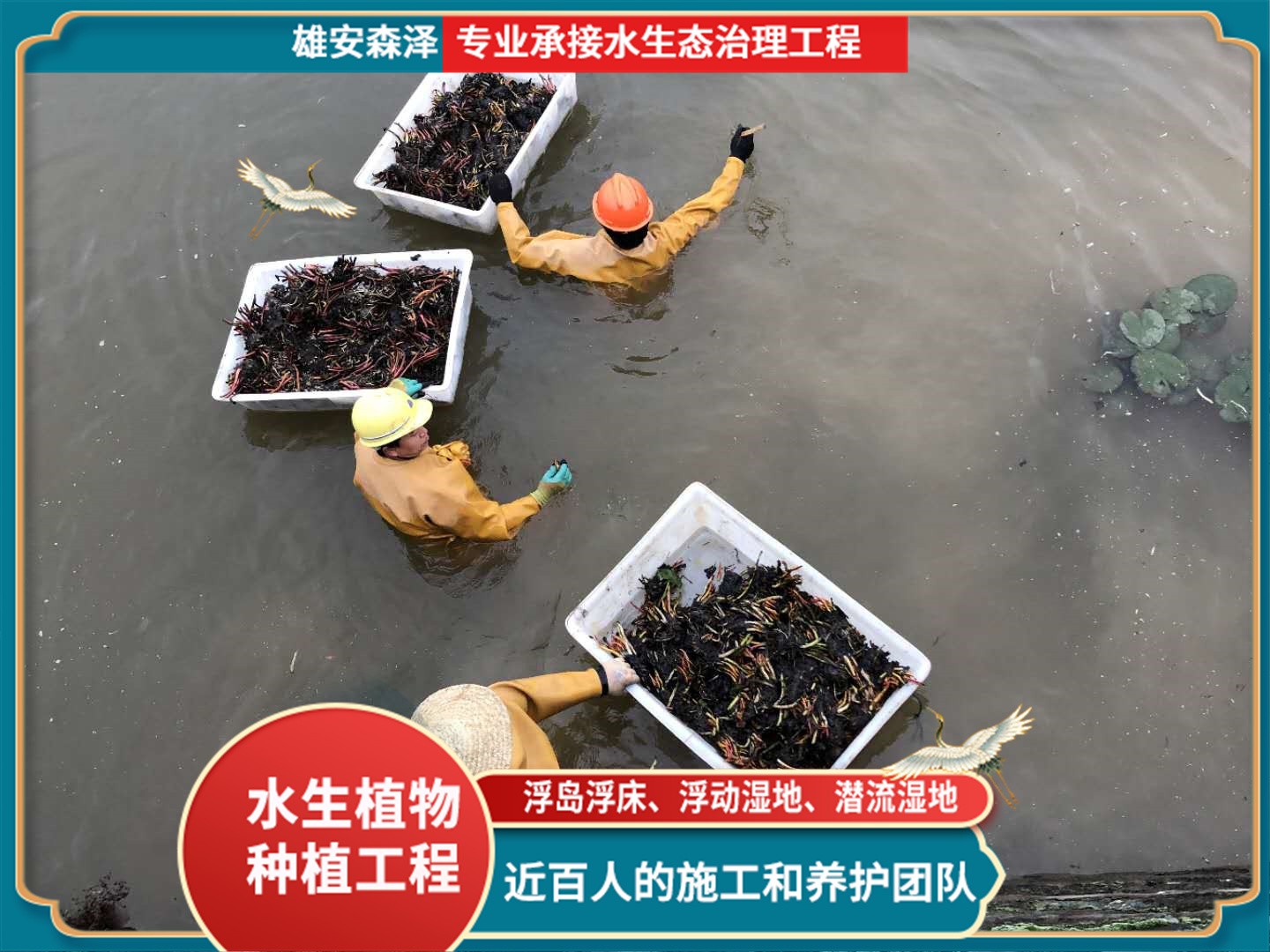 睡莲苗种块栽种