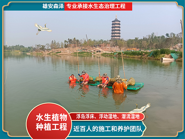 穗花狐尾藻栽种现场