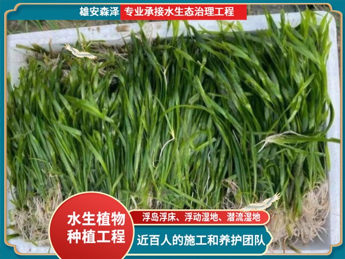 精品矮生苦草苗