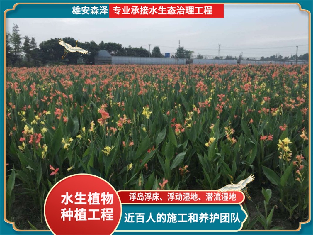 美人蕉种植基地实景