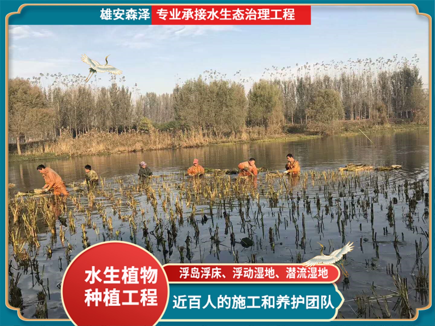 芦苇苗种植现场