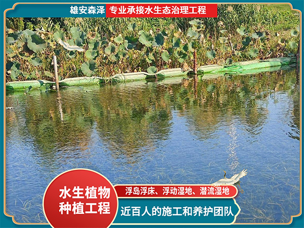 荷花+沉水植物净化水质效果