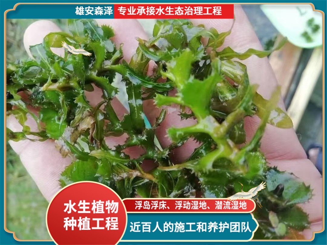 菹草籽近景观察