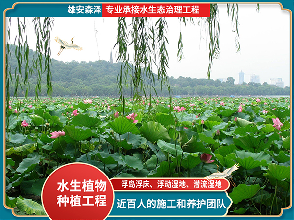 辽宁公园荷花种植工程