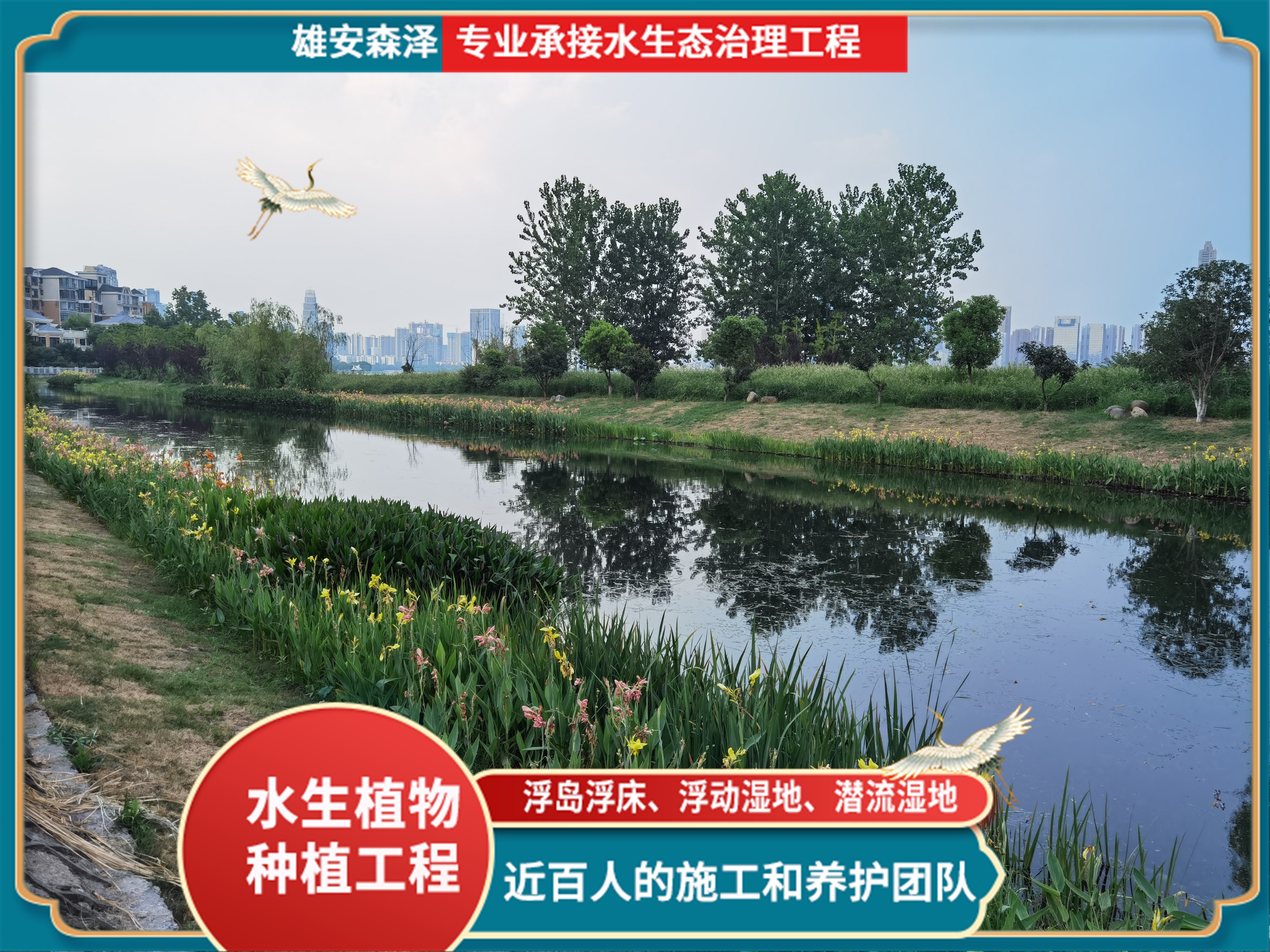 鸢尾+菖蒲栽种效果