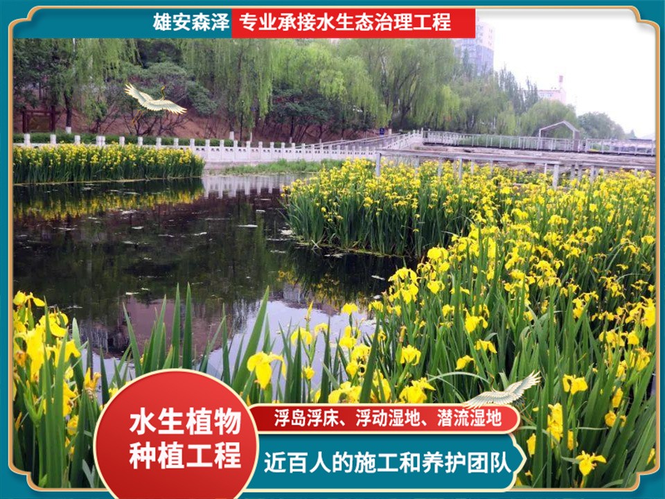 黄菖蒲栽种工程案例